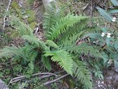 6x Polystichum aculeatum Lev. P9 - Stijve naaldvaren