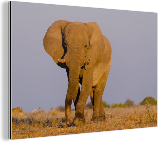 Wanddecoratie Metaal - Aluminium Schilderij Industrieel - Afrikaanse olifant in het zand - 90x60 cm - Dibond - Foto op aluminium - Industriële muurdecoratie - Voor de woonkamer/slaapkamer