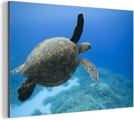 Wanddecoratie Metaal - Aluminium Schilderij - Groene zwemmende schildpad fotoprint