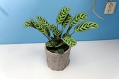 Ctenanthe Burle-Marxii - D12 cm