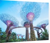 De bomen van Gardens by the Bay in Singapore bij daglicht - Foto op Plexiglas - 60 x 40 cm