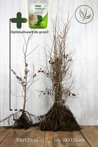 25 stuks | Haagbeuk Blote wortel 100-125 cm Extra kwaliteit | Inclusief wortelbevordering ROOTGROW 360g (voor een optimale groei) | Carpinus betulus