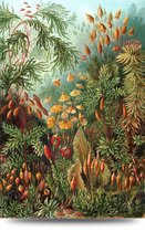 Maison de France - Canvas Haeckel collectie leven ter land - 4 - canvas - 80 x 120 cm