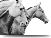 Maison de France - Canvas Paarden - zwartwit - canvas - 120 x 180 cm