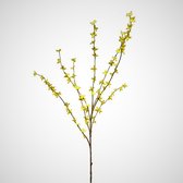 Forsythia - Geel - 100cm