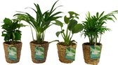 OUR FRIENDS | 4 plant pack - Monstera Deliciosa, Chamadorea Elegans, Coffea Arabica, Areca Lutecens - 30 cm hoog - Kleine kamerplant + Seagrass Basket