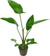AQUAlook Anubias hastifolia | Hartvormig reuzenspeerblad | in 5 cm pot