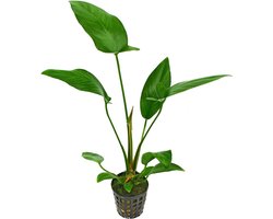 AQUAlook Anubias hastifolia | Hartvormig reuzenspeerblad | in 5 cm pot
