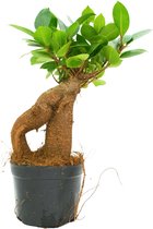Ficus Ginseng  Ø9cm  Mini Bonsai  Retusa