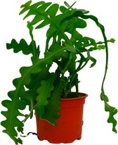 Epiphyllum Anguliger  Gewortelde stekken  ZigZag/Fishbone Cactus