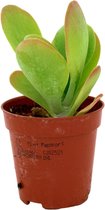 Kalanchoë Thyrsiflora  Flapjack  Woestijnkool  Woestijnrozet