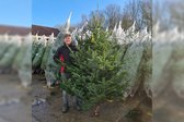 Echte Kerstboom Nordmann A-Keuze 250 - 275 cm Gezaagd (zonder kluit)