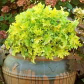 Heuchera 'Lime Marmalade' - Purperklokje - Pot Ø 17 cm (2 liter)