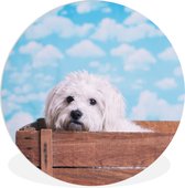 WallCircle - Wandcirkel ⌀ 30 - Maltezer hond in een houten doos - Ronde schilderijen woonkamer - Wandbord rond - Muurdecoratie cirkel - Kamer decoratie binnen - Wanddecoratie muurcirkel - Woonaccessoires