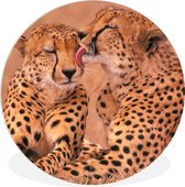 WallCircle - Wandcirkel ⌀ 60 - Baby cheeta's - Ronde schilderijen woonkamer - Wandbord rond - Muurdecoratie cirkel - Kamer decoratie binnen - Wanddecoratie muurcirkel - Woonaccessoires