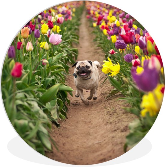 Chien courant dans un champ de tulipes Assiette en plastique cercle mural ⌀ 150 cm XXL / Groot format!