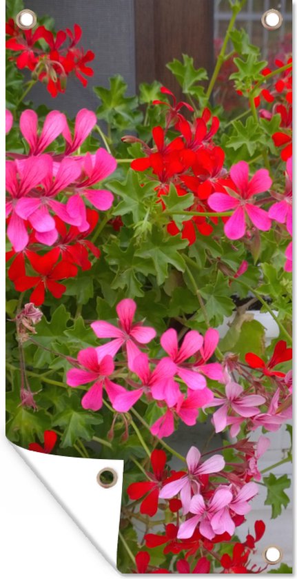 Affiche de jardin Fleurs de géranium dans le jardin - 30x60 cm