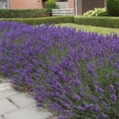 12 x Lavendel Hidcote Planten - Vaste Planten - Tuinplanten Winterhard - Lavandula angustifolia Hidcote in 9x9cm pot met hoogte 5-10cm