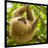 Cadre photo avec affiche - Un jeune paresseux coloré est suspendu entre les feuilles vertes - 40x40 cm - Cadre pour affiche
