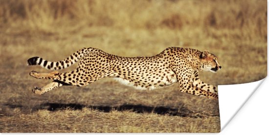 Affiche Vue de face guépard femelle - 120x60 cm