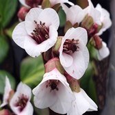 Bergenia 'Jelle' - Schoenlappersplant - 10 cm - Pot 2 liter