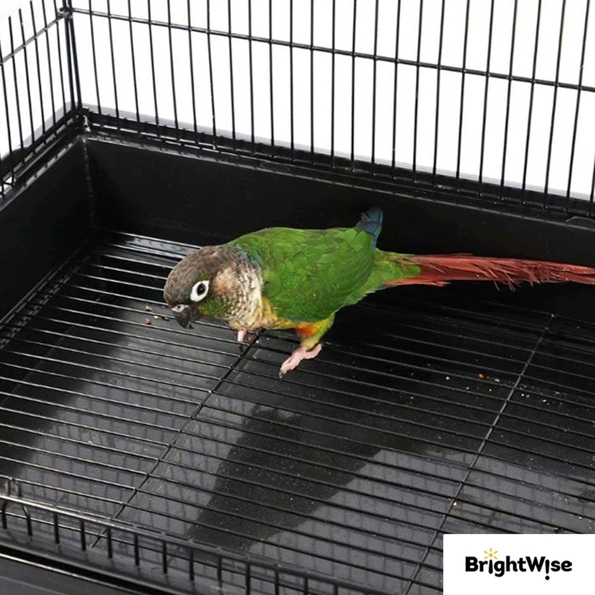 Vind vogelkooien in Vogels | Hokken en Kooien op