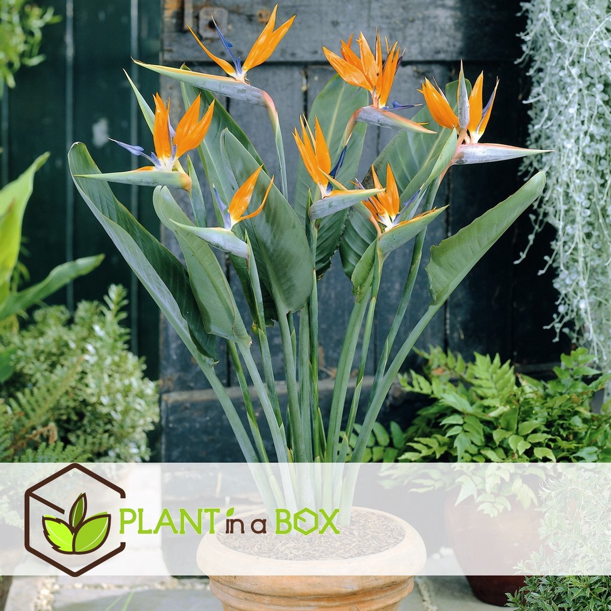 PLANT IN A BOX Strelitzia Reginae - Fleur d'oiseau de paradis - Set de 3  plantes... 