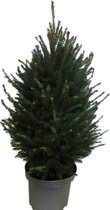 Picea glauca Super Green – ↨ 130cm – ⌀ 28cm