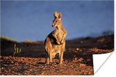 Kangoeroe zonsondergang Poster 60x40 cm - Foto print op Poster (wanddecoratie woonkamer / slaapkamer) / Wilde dieren Poster