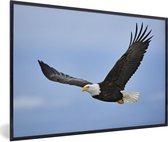 Affiche avec cadre Pygargue à tête blanche - Aigle - Volant - Vogels - 60x40 cm