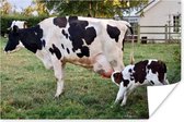 Een zwart-witte Friese koe met een jong kalf die van de uiers drinkt Poster 30x20 cm - klein - Foto print op Poster (wanddecoratie woonkamer / slaapkamer) / Boerderijdieren Poster