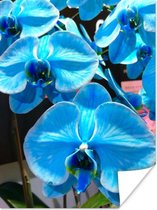 Poster Blauwe orchideeën met een doordringende kleur - 90x120 cm