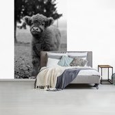 Behang - Fotobehang Nieuwsgierig kalf Schotse hooglander - zwart wit - Breedte 200 cm x hoogte 300 cm