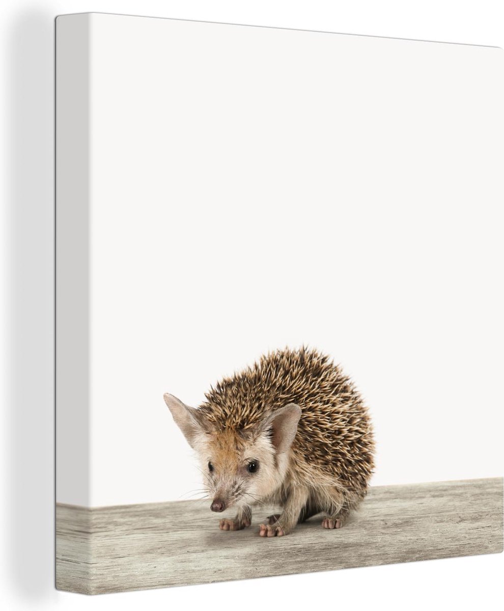 Canvas Schilderij Dieren - Egel - Baby - 50x50 cm - Wanddecoratie