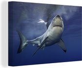 Canvas schilderij 150x100 cm - Wanddecoratie Grote witte haai - Muurdecoratie woonkamer - Slaapkamer decoratie - Kamer accessoires - Schilderijen
