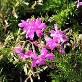 6x Phlox (S) ‘Mcdaniel's Cushion’ - Vlambloem - Pot 9x9 cm