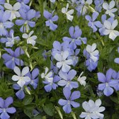 25 x Viola 'Boughton Blue' - Viooltje 'Boughton Blue'  in 9x9cm pot met hoogte 0-10cm