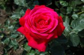 Dame de Coeur | Grootbloemige roos | Rood | Struikroos | Doorbloeiend | 1,5 meter hoog | Wortel