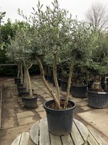 Olea Europaea | Olijfboom - Drie Stammen