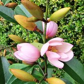 Michelia 'Fairy Magnolia Blush' | Schijnmagnolia - Buitenplant in kwekerspot ⌀19 cm - ↕60-70 cm