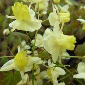6x Epimedium pinnatum ssp. colchicum' - Elfenbloem - Pot 9x9 cm