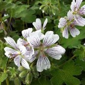 6x Geranium renardii - Ooievaarsbek - Pot 9x9 cm