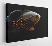 Onlinecanvas - Schilderij - Oscar (astronotus Ocellatus) Macro Art Horizontaal Horizontal - Multicolor - 50 X 40 Cm