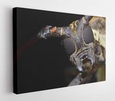 Onlinecanvas - Schilderij - Close Up Een Boktor Art Horizontaal Horizontal - Multicolor - 50 X 40 Cm