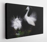 Kleine zilverreiger - Modern Art Canvas - Horizontaal - 566713312 - 80*60 Horizontal