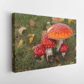 Onlinecanvas - Schilderij - Herfst Flybane Mashroom Het Gras Art Horizontaal Horizontal - Multicolor - 50 X 40 Cm