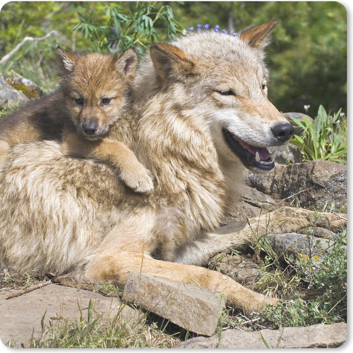 Muismat 20x20 cm - Mousepad Wolf - Welp - Dier - Muismatten