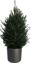 FloraExpert - Picea - 110 Cm - Ø 30