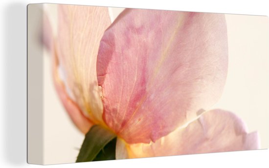 Canvas Schilderij Een nog jonge en gevoelige roze roos met witte achtergrond - 80x40 cm - Wanddecoratie