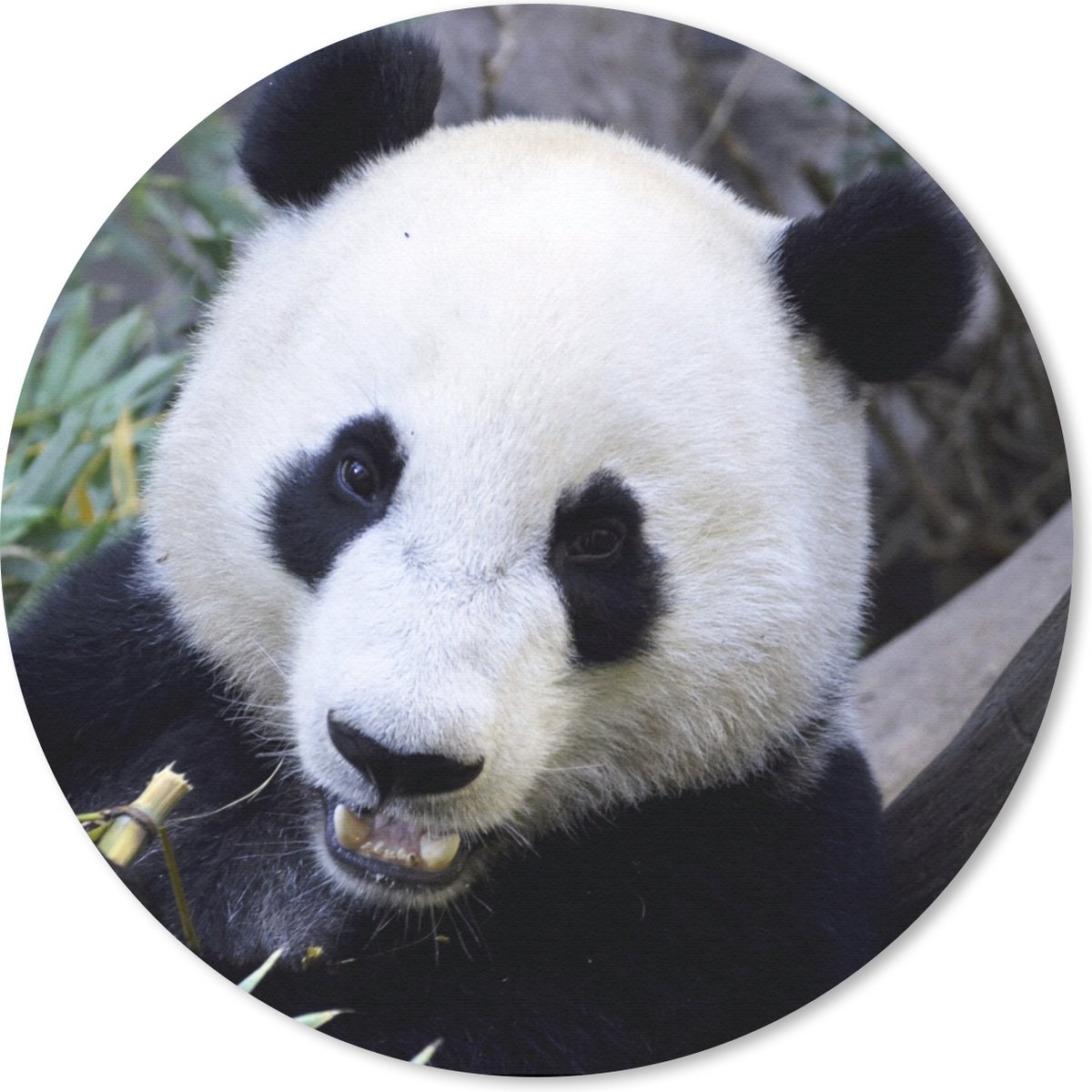 Muismat rond 50x50 cm - Mousepad Panda - Dier - Bladeren - Ronde muismatten